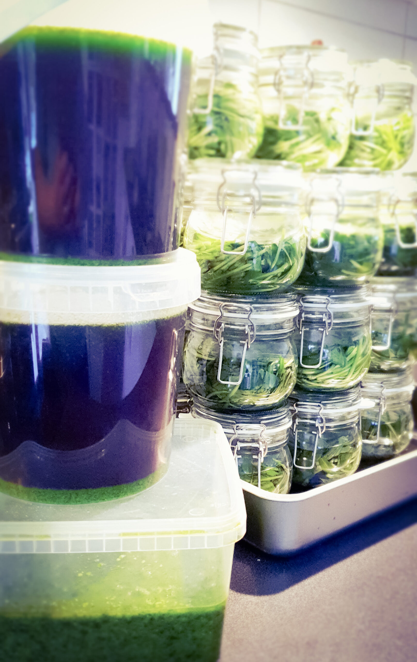 Hantverksmässiga ekologiska produkter ramslöksolja iväger fläder Rätt på bordet